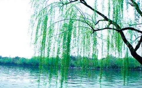 秋天柳樹(shù)作文600字3篇