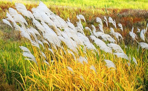 �JȔʎ��������߳�������