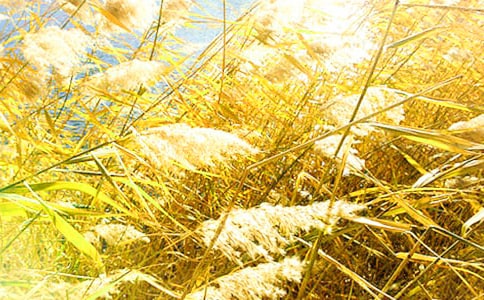 �P(gu��n)���JȔ����