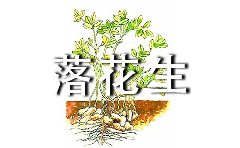 (實(shí)用)落花生說課稿10篇