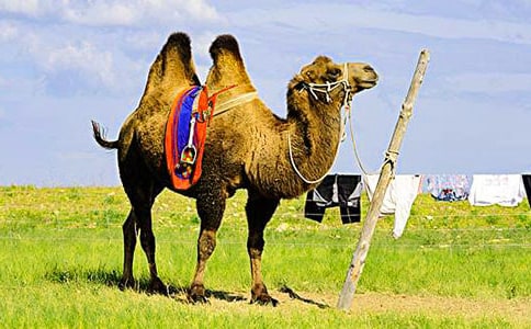 關(guān)于駱駝的作文