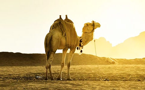 駱駝尋寶記教案