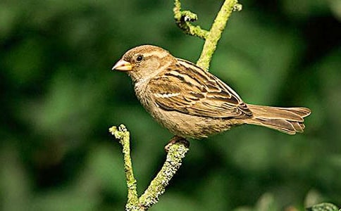 (優(yōu)選)關于麻雀作文