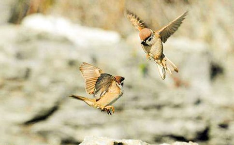 ��ȸ������