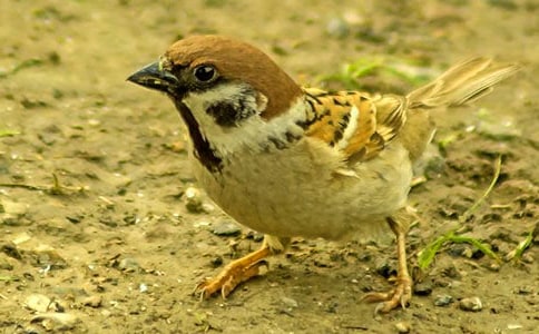 �P(gu��n)����ȸ�����ļ���(15ƪ)