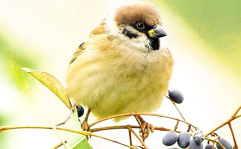 Ŷ,С��ȸ-����