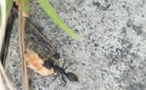 觀察螞蟻的作文