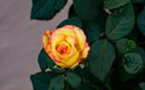 玫瑰花觀察日記