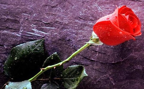 ��õ�廨����ӛ�����x64ƪ��