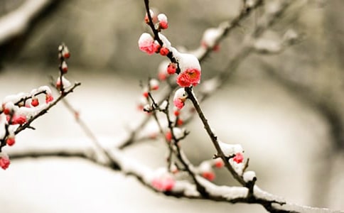 梅花山游記作文6篇