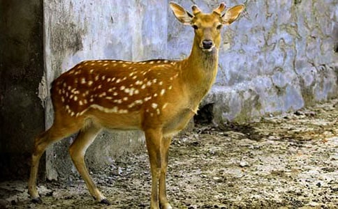 ����÷��¹���ģ�ͨ��39ƪ��