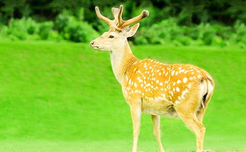 梅花鹿脫險(xiǎn)記童話故事