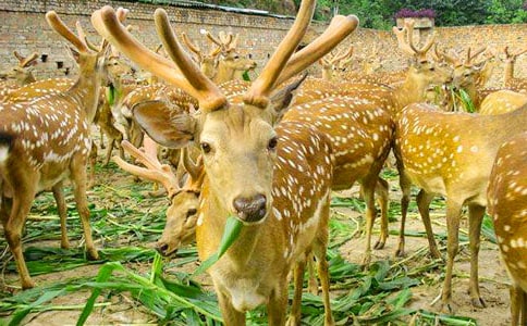 梅花鹿脫險(xiǎn)記