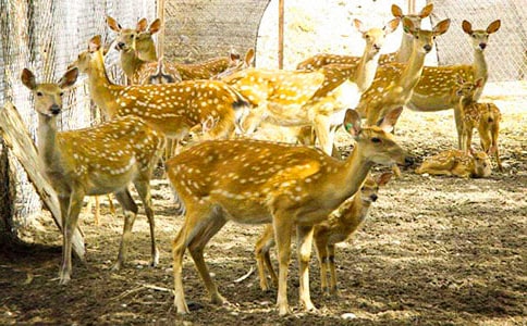 梅花鹿脫險記450字作文