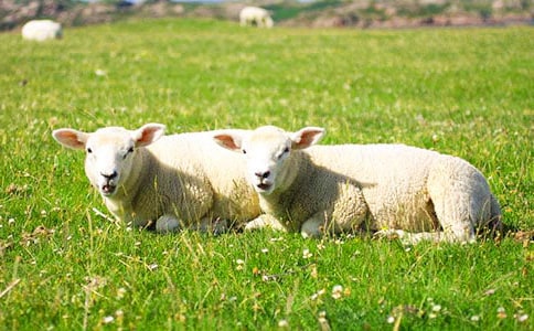 �d��Ⱦɫ�wAg-NORs�ֲ�λ�ó�̽