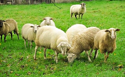 ����(y��u)��ľd���x���