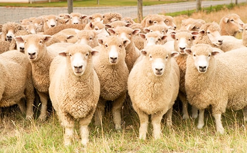 宙斯和綿羊作文(通用15篇)