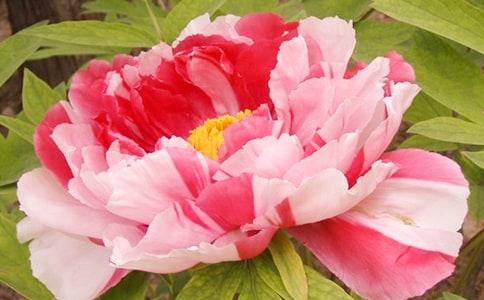 觀察牡丹花日記