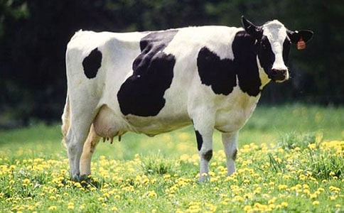 參觀奶牛場小學(xué)五年級作文