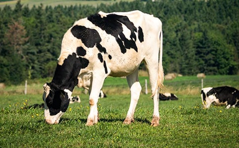 ��ţ�鷿�׵Ĳ���������A(y��)���ί�