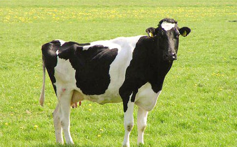 �����Ʒ�|(zh��)����ι����(d��ng)�o��ţ���a(ch��n)������Σ��