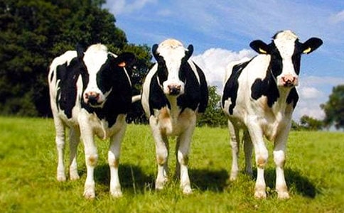 ��ţ���N�a�N�Ŀ��ʩ����