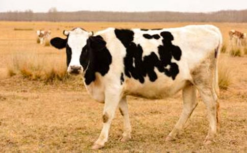 奶牛冬痢的防控措施