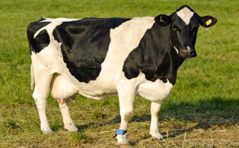 ���^һ����ţ������