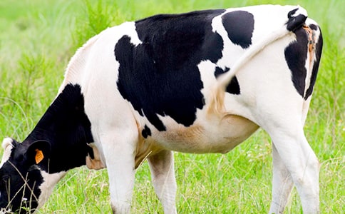 ΢��Ԫ���~��(du��)��ţ�ĠI(y��ng)�B(y��ng)���÷���