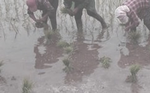 做農(nóng)活作文