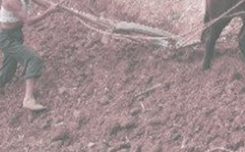 ���x���r(n��ng)������300��32ƪ