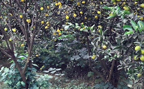 �P���y�����r�Ҙ�������