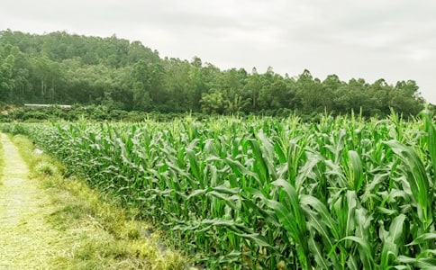寫農(nóng)家樂(lè)的作文
