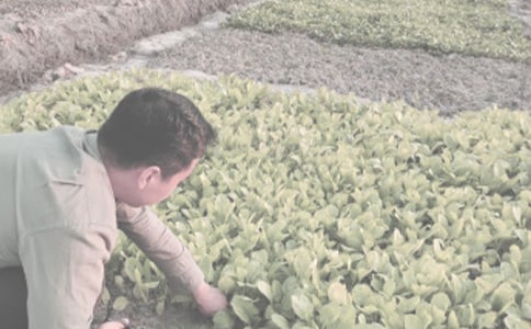 �����l(xi��ng)���r(n��ng)����̰� 