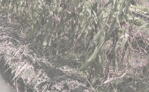 �r(n��ng)����N���A(y��)�s���a(ch��n)�f(xi��)�h��