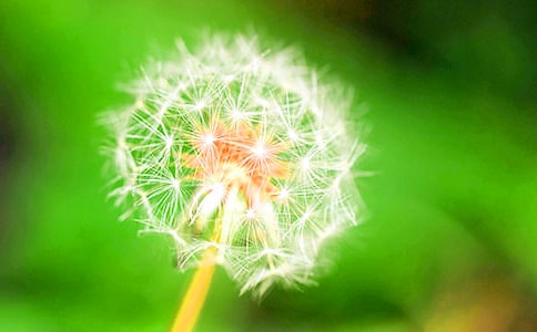 描寫蒲公英的好詞佳句精彩段落作文