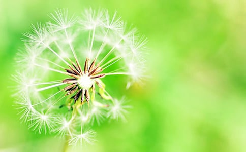 蒲公英遨游記作文