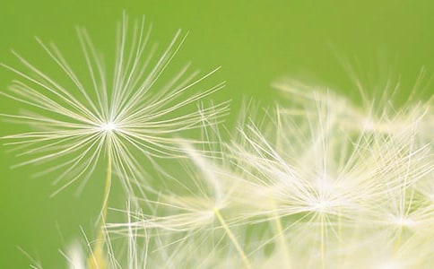 中班音樂教案《蒲公英》2篇