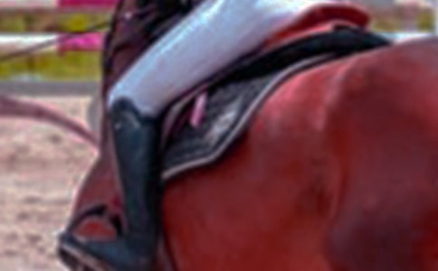 關(guān)于騎馬的初中作文