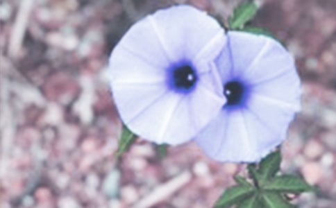 ��ţ���^����ӛ��ͨ��17ƪ��