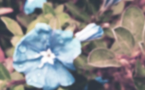 四年級(jí)牽牛花觀察日記