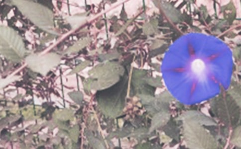 �^����ӛֲ�ţ��