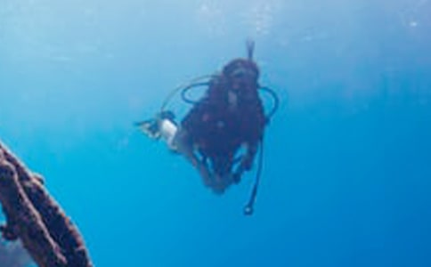 高中高三作文1000字:海南潛水