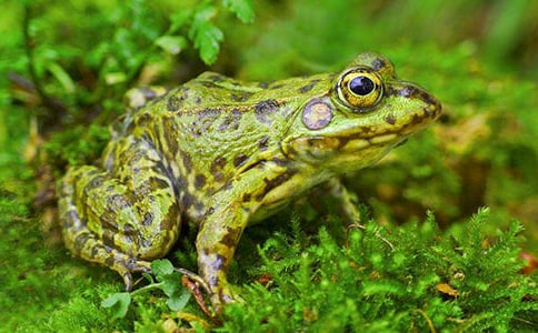 中班體育教案:小青蛙捉害蟲