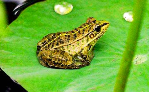 �ɐ�(��i)��С��������