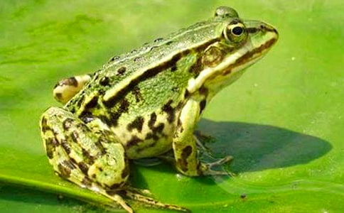 童話作文:青蛙王子