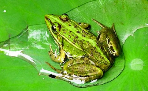 �������ӵ��x���