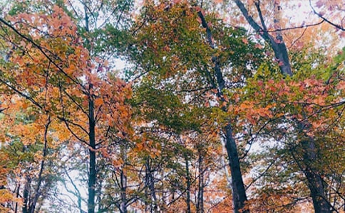 ������ӛ����4ƪ