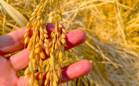 ����������(y��u)������ͨ��