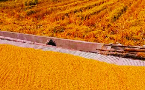 秋收期間安全生產(chǎn)隱患檢查簡(jiǎn)報(bào)(精選14篇)